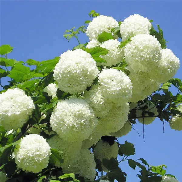 Bonsai 20 Pcs Multiple Color Choice Hydrangea Bonsai Perennial Flower Plant Hydrangea Balcony Ornamental Garden Decoration Plant