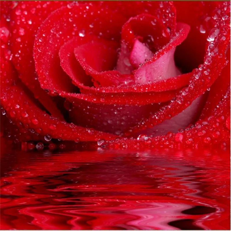 Wallpaper Water Red Rose