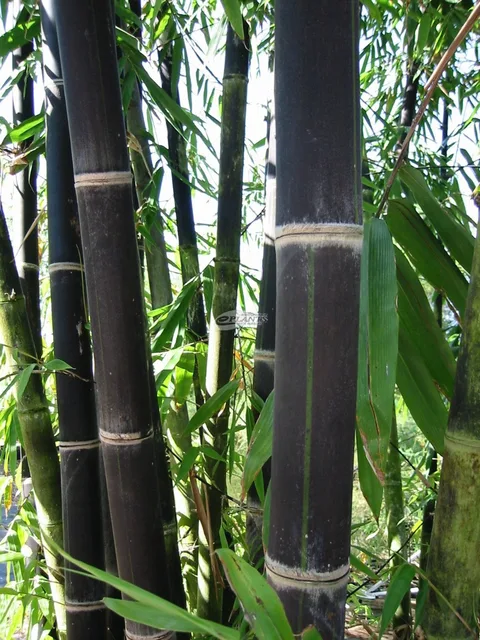 Black Bamboo Seeds, – Phyllostachys Nigra Dendrocalamus asper Betung Hitam, 50pcs/pack