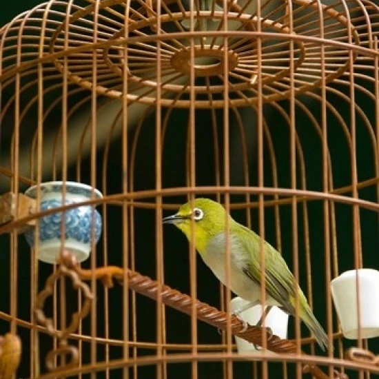 Hong Kong  Bird Garden  Market  Caged pet birds Poster Print by Cindy Miller Hopkins (23 x 34)