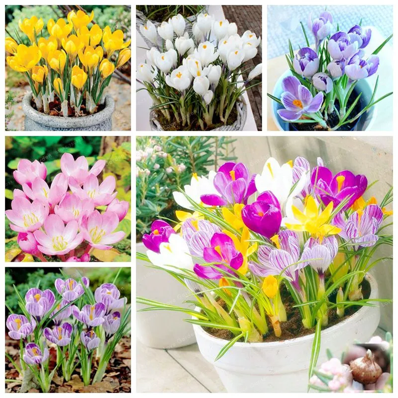 Buy 5 Bulbs Saffron Bulbs Netherlands Crocus Sativus