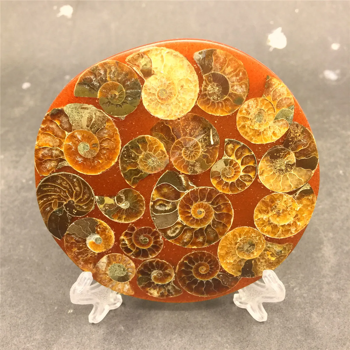 1 шт. натуральный snail shell fossil Jurassic fossil disc полуоткрытый nautilus Мадагаскар аммонит окаменелость+ оболочка кронштейн