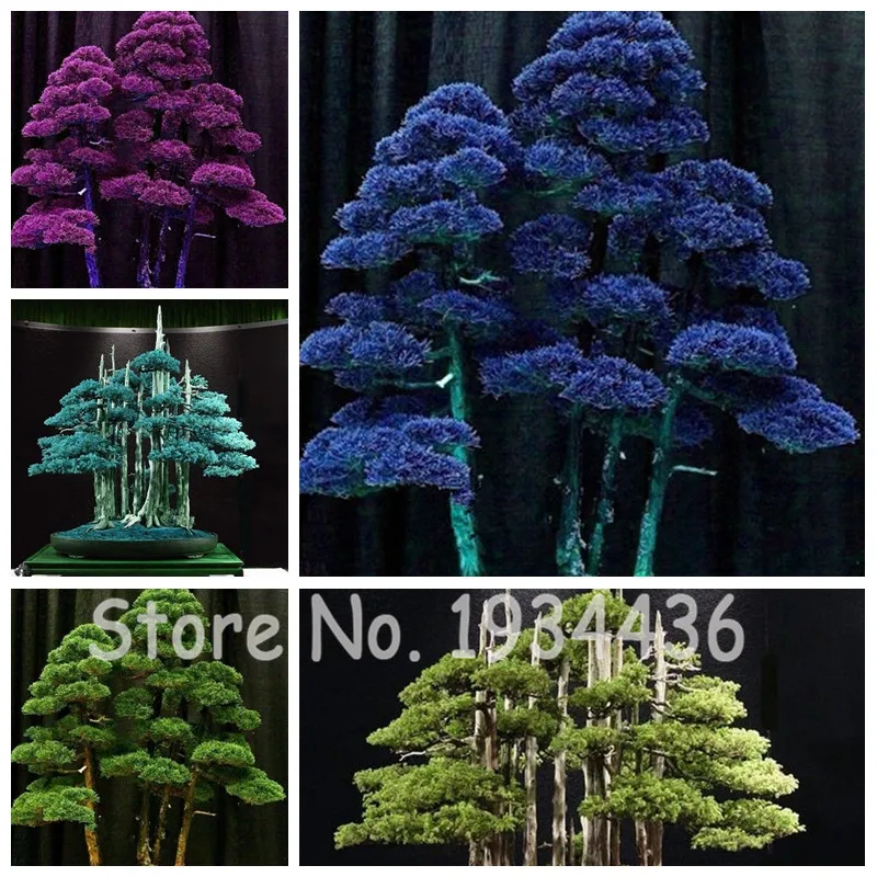 

50 Pcs Pencil Point Juniper Bonsai Tree Office Bonsai Purify The Air Christmas Tree Decoration Ornaments Plants Black Pine Holly