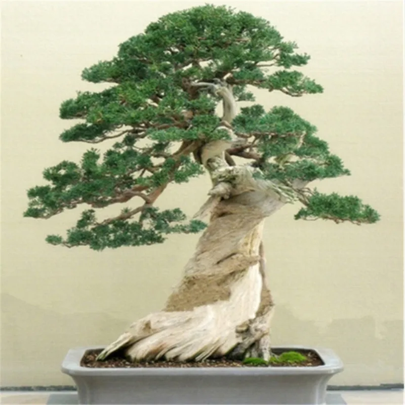 

Juniper Bonsai Tree Potted Flowers Office Bonsai Purify The Air Absorb Harmful Gases Free Shipping 20pcs