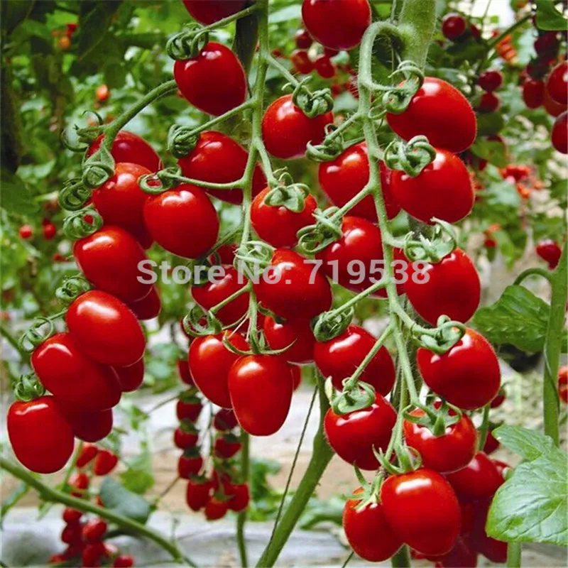 Fresh red tomato bonsai Wang 200 Pcs healthy vegetable bonsais Fresh red tomato bonsai Wang 200 Pcs healthy vegetable bonsais