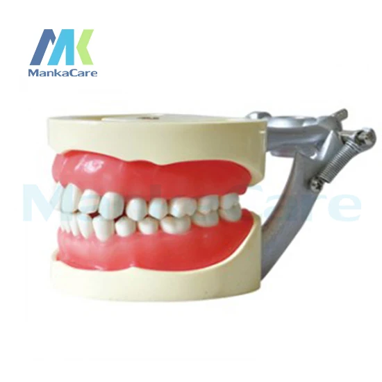 

Manka Care - Standard Model/32 pcs Tooth/Soft Gum/Screw fixed/ DP Articulator Oral Model Teeth Tooth Model