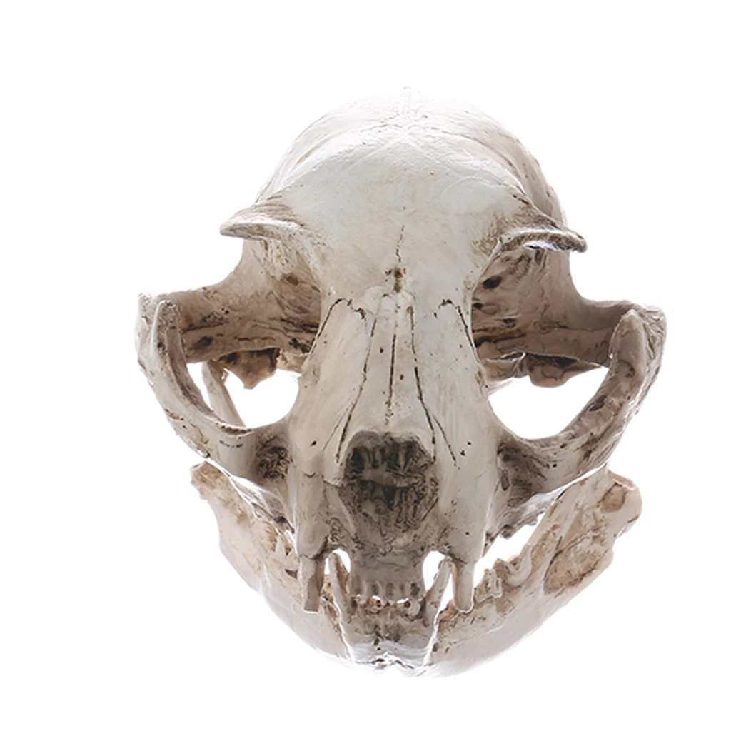 Resin Cat Skull Bone Statue Figurine Model Aquarium Fish Tank Ornament Decor