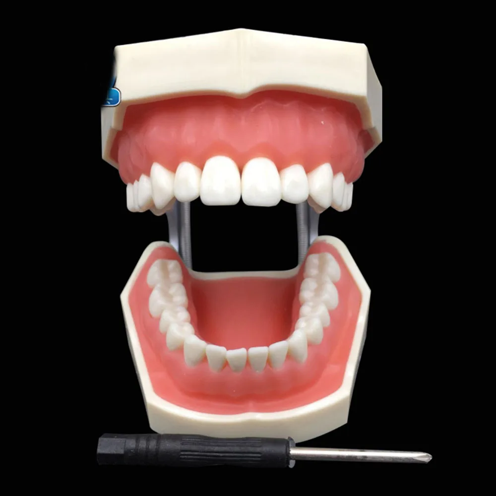 1 шт. мягкая резинка все съемные Стоматологическая модель зубов 28 шт. зубы Стоматологическая модель для нового стоматолога тренировки в школе