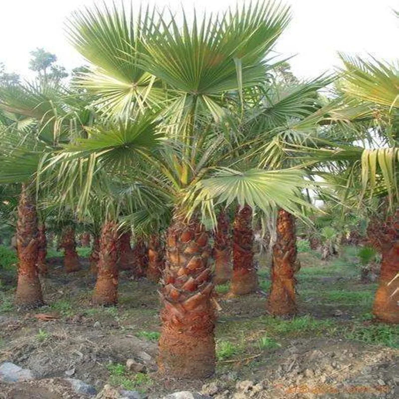 

100pcs Pure natural high quality Saw Palmetto seed, saw palm,Palm seed, Saw Sabal palmetto seeds free shipping