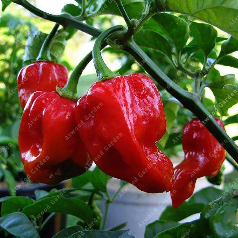 

ZLKING 100 Pcs India Broken Spirit Pepper Devil Pepper Bonsai Vegetables For Rooms And The Garden Bonsai