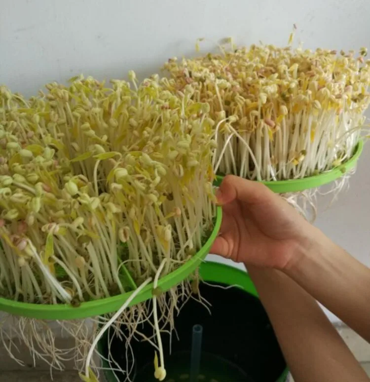 Bean Sprout Maker большой емкости Новое Обновление Умный зеленый Семена бобов, растущий автоматический аппарат для проращивания фасоли 220 В