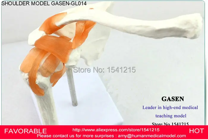 

HUMAN SKELETON MEDICAL MODEL OF THE SHOULDER JOINT,SHOULDER MODEL, MEDICAL, JOINT MODEL, SHOULDER BLADE MODEL-GASEN-GL014