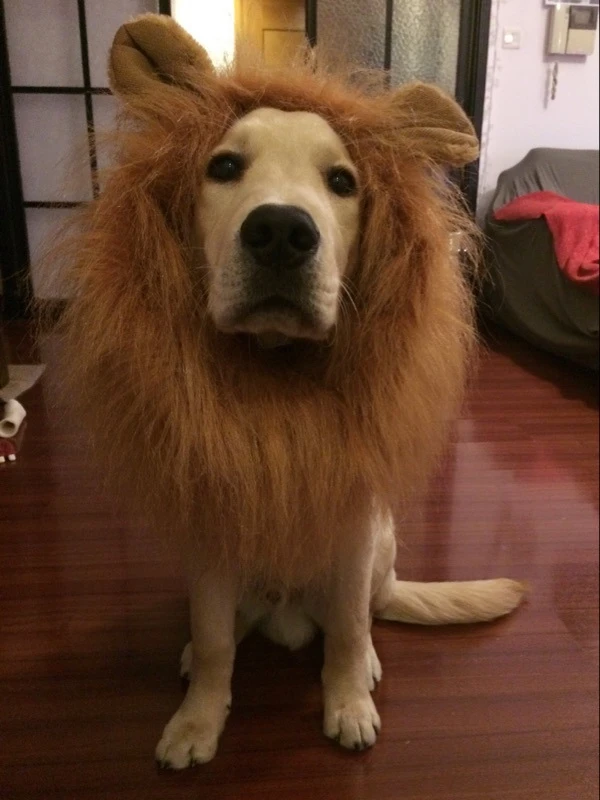 面白いドレスアップペット犬のコスチューム服ライオンたてがみウィッグかつら Drak ブラウンライオンキング毛づくろい大型犬用ペットアクセサリー Lion Mane Costume Pet Costume Liondog Costume Lion Aliexpress
