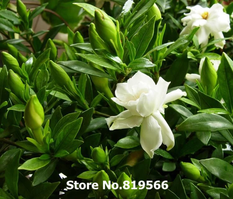 Real chinese Gardenia jasminoides tree seeds Bonsai Cape Jasmin Outdoor Garden White Flower Zhi zi Plants