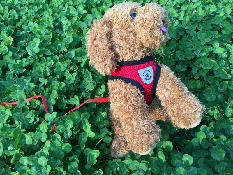 2706756519_135618790