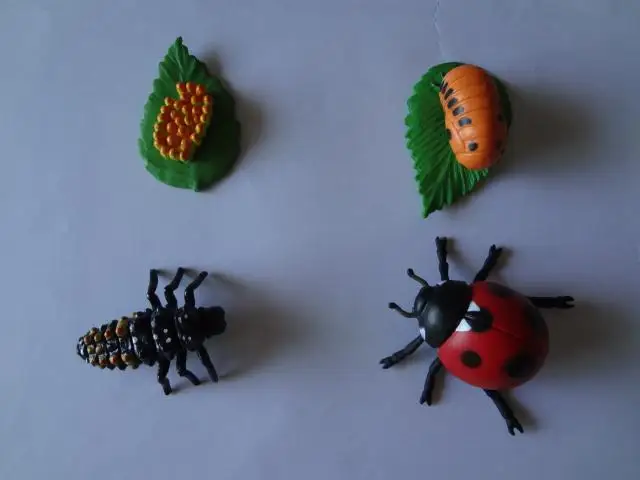 

pvc figure Genuine simulation model toy ladybug life cycle set