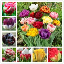 2 шт. Редкие двойные тюльпаны тюльпаны различные свежие луковичные корневые цветы высокого качества цветок бонсай не растения
