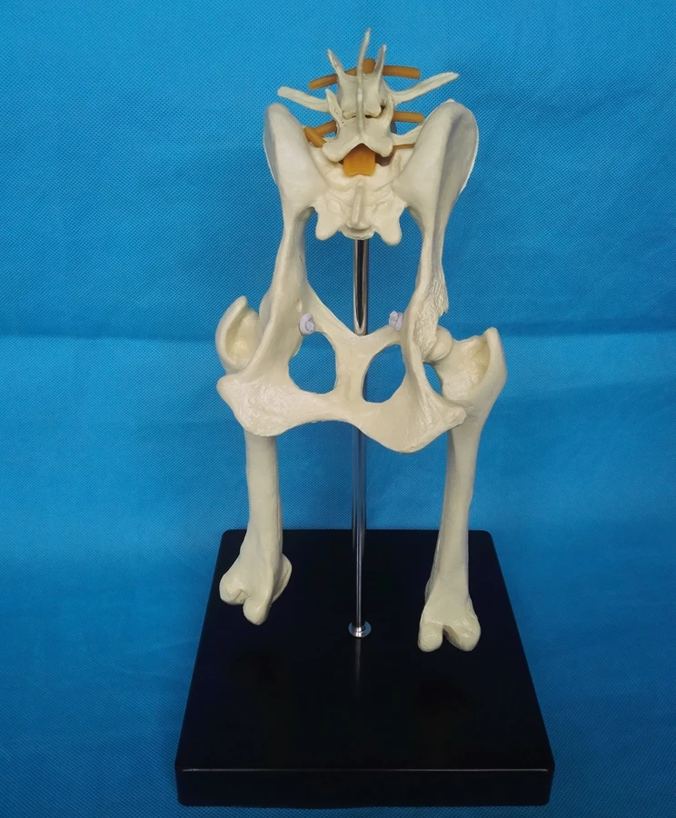 Собака поясничная хип-суставная модель Анатомия животных модель ветеринарная техника медицинский Размер жизни собака таз анатомическая собачья тазобедренная модель