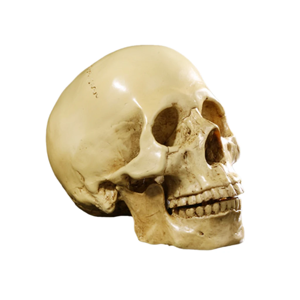 MagiDeal Realistic 1:1 Resin Human Skull Model Teaching Head Mold Bone Skeleton Medical Science Educational Supplies 