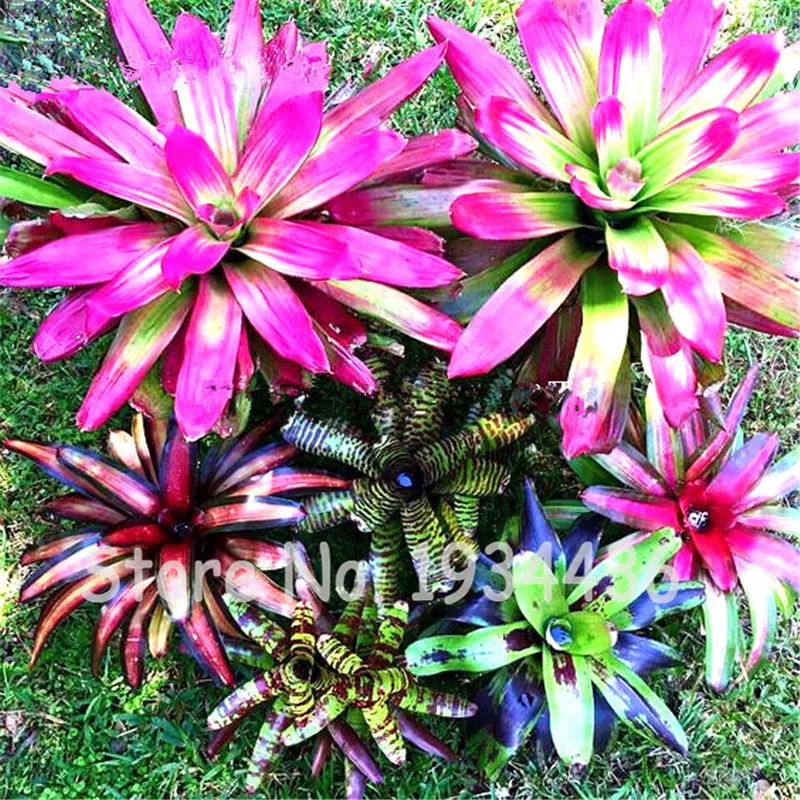 

100 Pcs Rare Bromeliad Bonsai Vegetable Fruit Garden Succulent Plants Cactus Pots Pineapple Ananas For Home Garden Purifying Air
