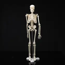45 см человека анатомический анатомия медицинская модель скелета оптом и в розницу плакат медицинских узнать помощи Анатомия скелет