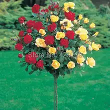 100pcs rare flower Rose tree Seeds, DIY Home Garden Potted ,Balcony & Yard Flower Plant