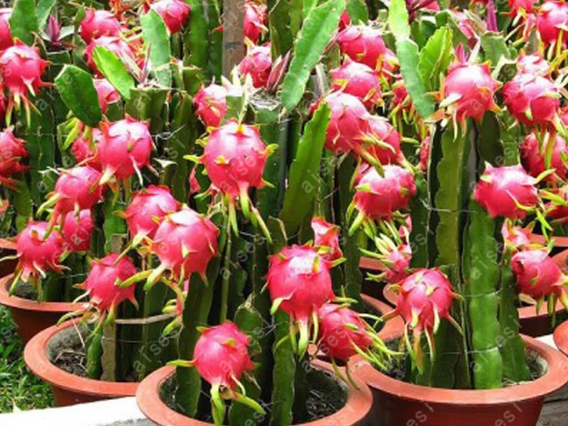 

100 Pcs Red Flesh Dragon fruit Bonsai Nutrition And Delicious Succulent Fruit Bonsai Vegetable Bonsai Plant Easy To Grow