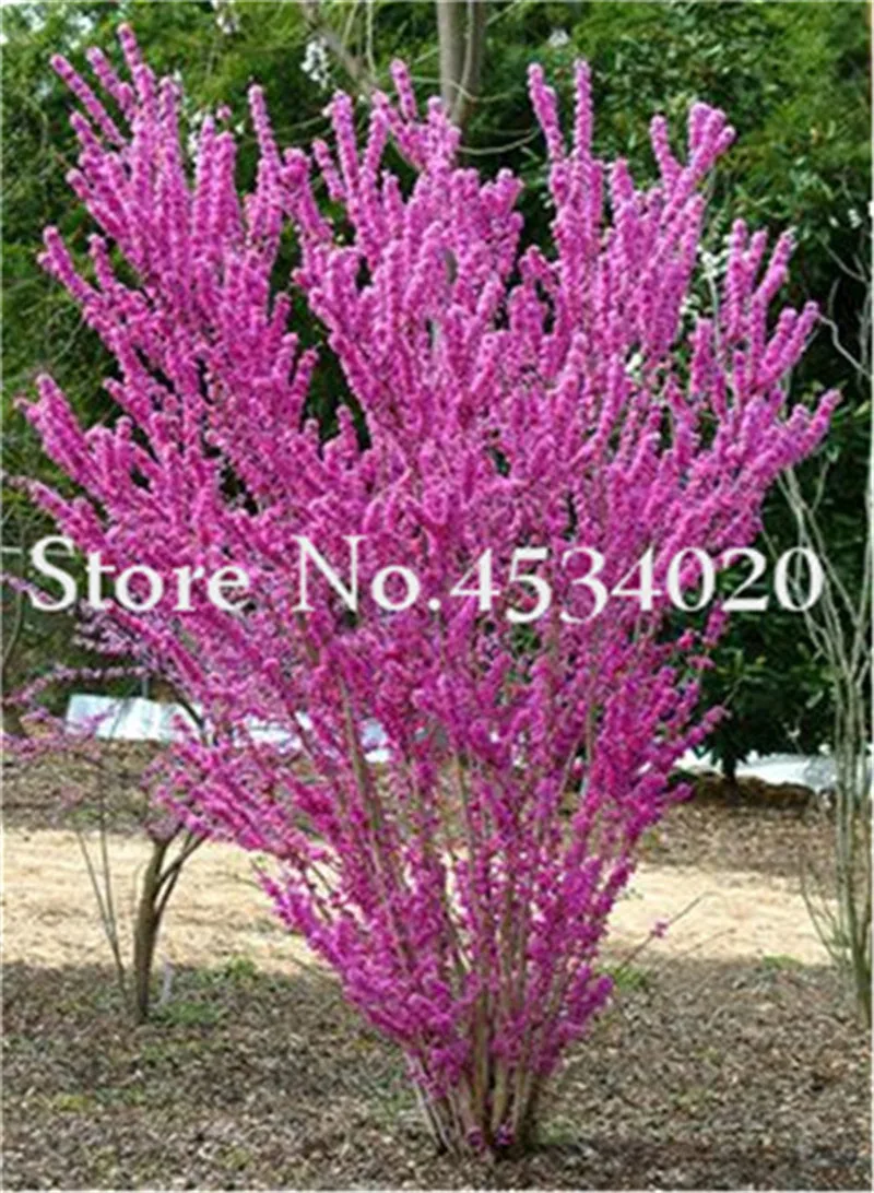 

50 Pcs Bauhinia plant Cercis Chinensis Bonsai Flower plant Chinese Redbud Tree Bonsai Nature Potted Plants For Home Garden