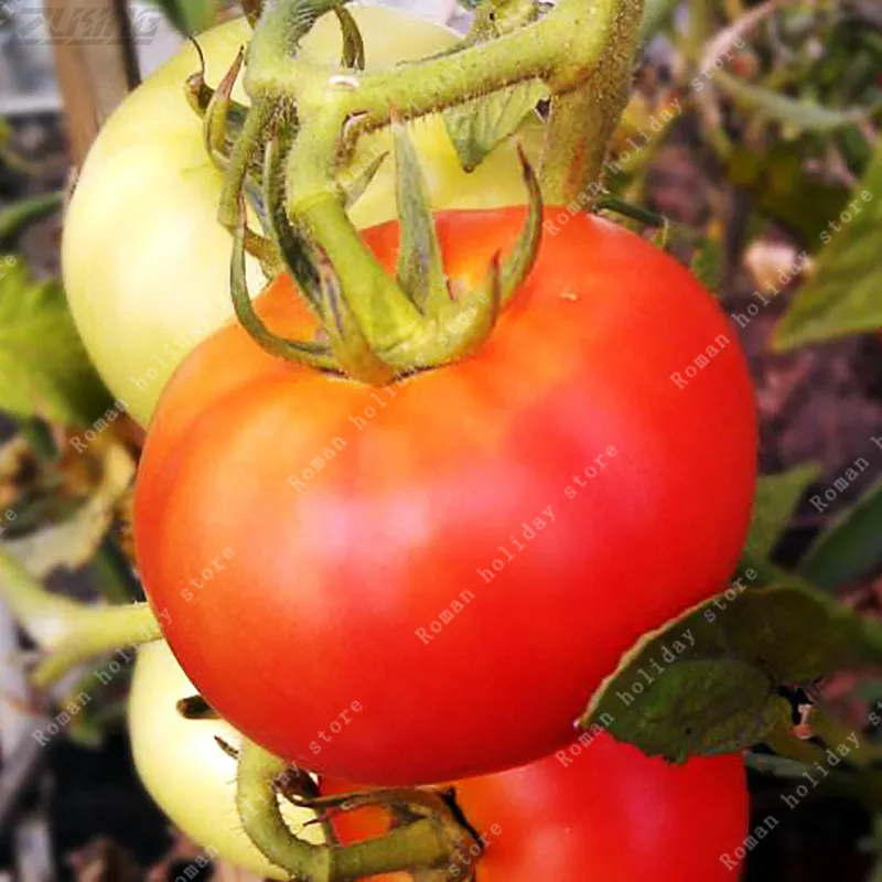 Buy ZLKING 100 Pcs Big Red Tomato Organic Rare