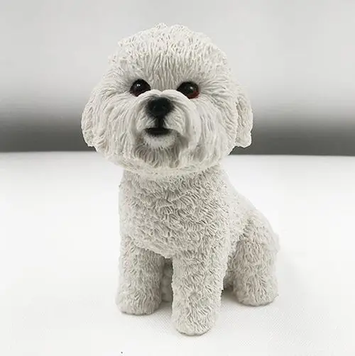 bichon frise