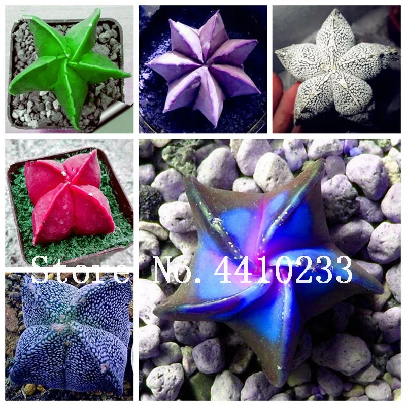 

120 Pcs Mixed Stapelia Pulchella Bonsai Lithops Raw Stone Cactus Plants Rare For Home Garden Gorgeous Round Leaf Rare Succulents