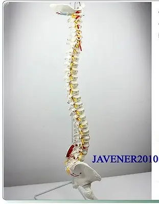 Life Size Huma n Anatomical Anatomy Spine Medical Model Pelvis Femurs +Stand