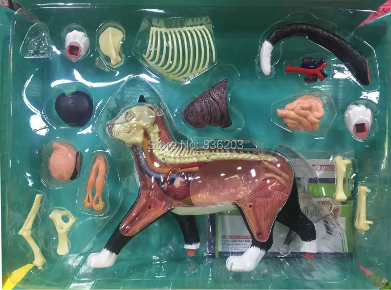 4D master vision рассеянный Кот забавная Анатомия мужской член медицинский череп анатомическая модель скелета научные развивающие игрушки