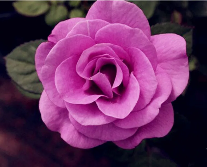 100pcs Purple Chinese Rose Tree Bonsai plants for home and garden
