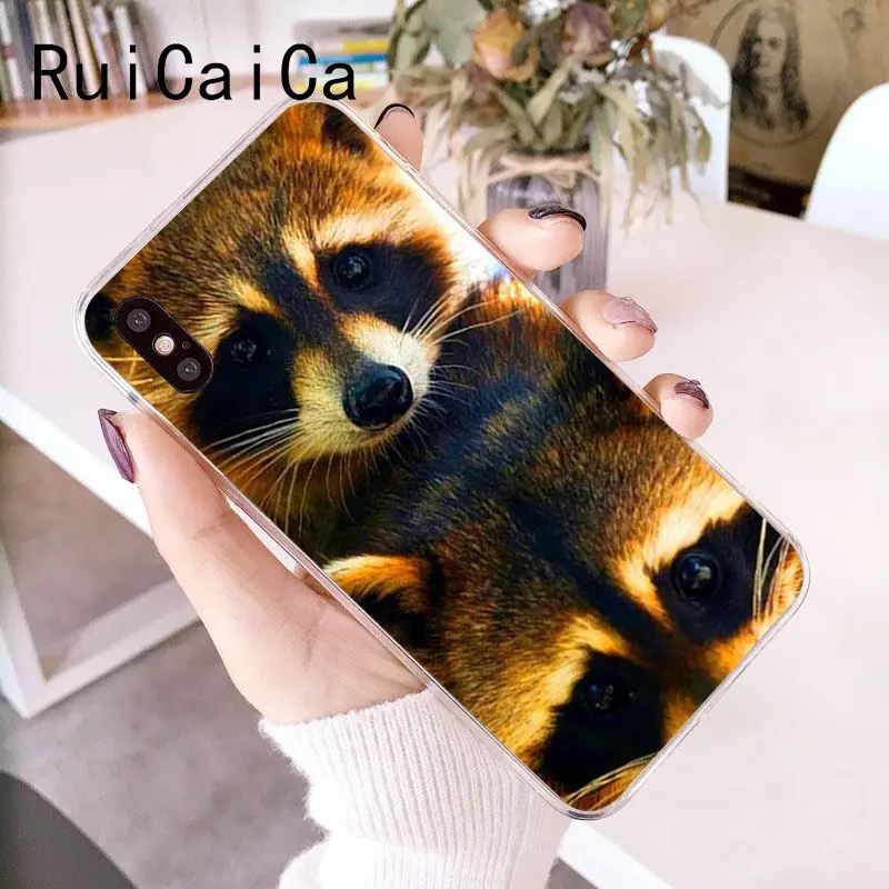 Animal Raccoon Fox