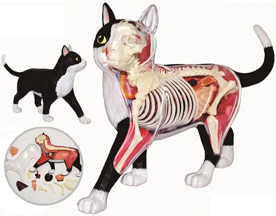 Черно-белая кошка 4d головоломка сборная игрушка животное биология орган анатомическая модель для медиков обучающая модель