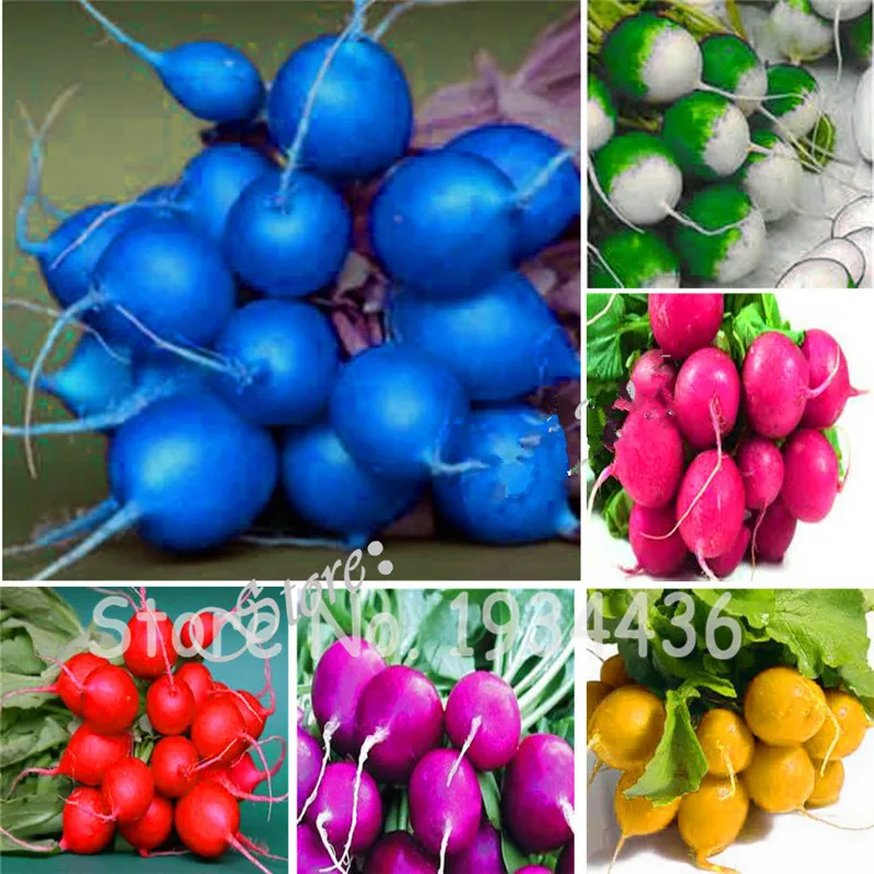 

200 Pcs Heirloom Rainbow Cherry Radish Bonsai Organic Vegetables Strong Adaptability Plant for Home Garden Nutrient-Rich Food