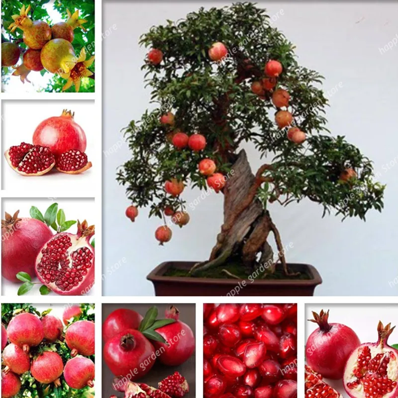 

20 pcs Red Pomegranate Fruit Home Plants Outdoor Delicious Fruta Tree Bonsai Very Big Sweet for Home Garden decoration