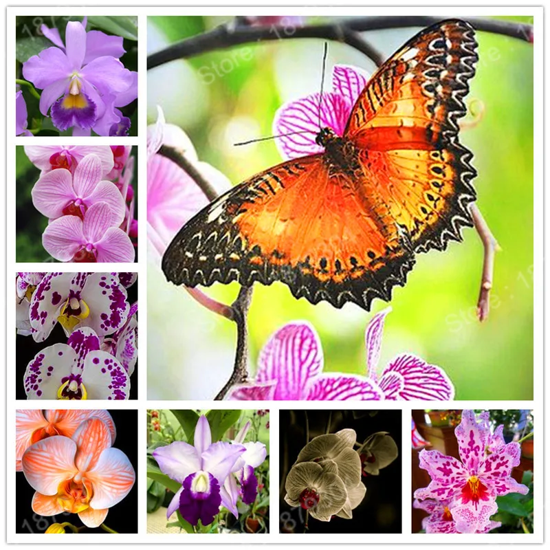 

Rare Bonsai Orchid flower plant in balcony butterfly Orchid flower pot flores Beautiful Garden flower plantas mix 24 colors 30