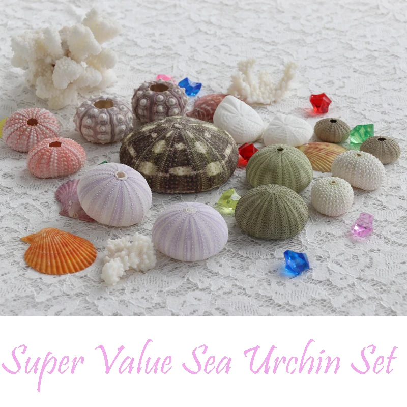 

Free Shipping(15pcs/lot)Super Value Sea Urchin Set Natural Shell Conch Beach Wedding Decoration Coastal Home Decoration