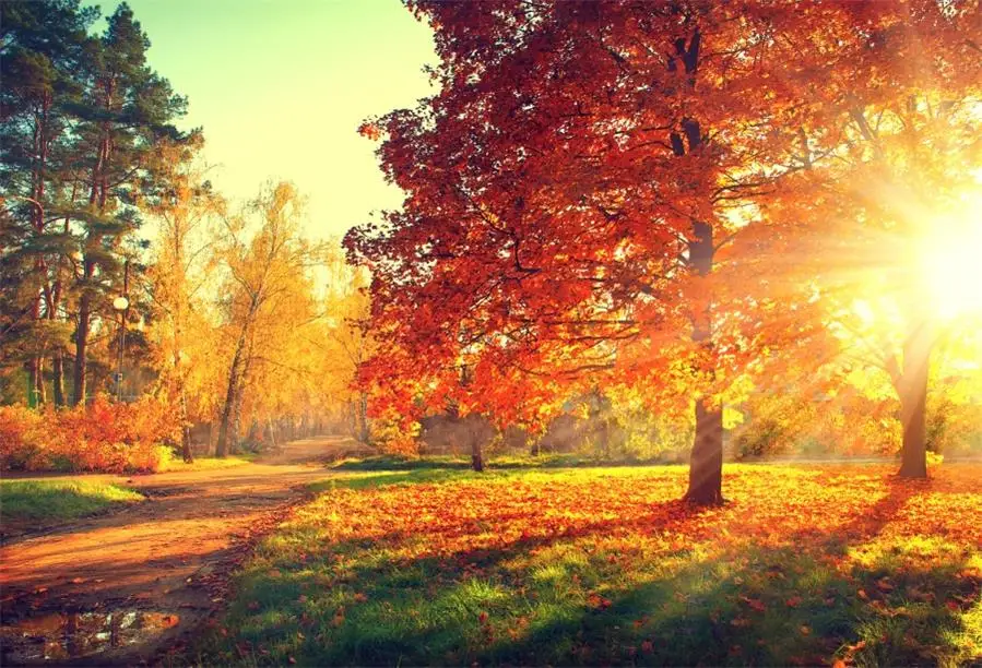 

Laeacco Autumn Yellow Fallen Leaves Tree Maple Portrait Landscape Photo Backgrounds Photography Backdrops For Photo Studio