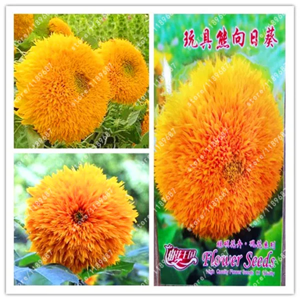 

Original package-true Teddy Bear Sunflower Dwarf stem double sunflower Indoor bonsai Flower for Home garden
