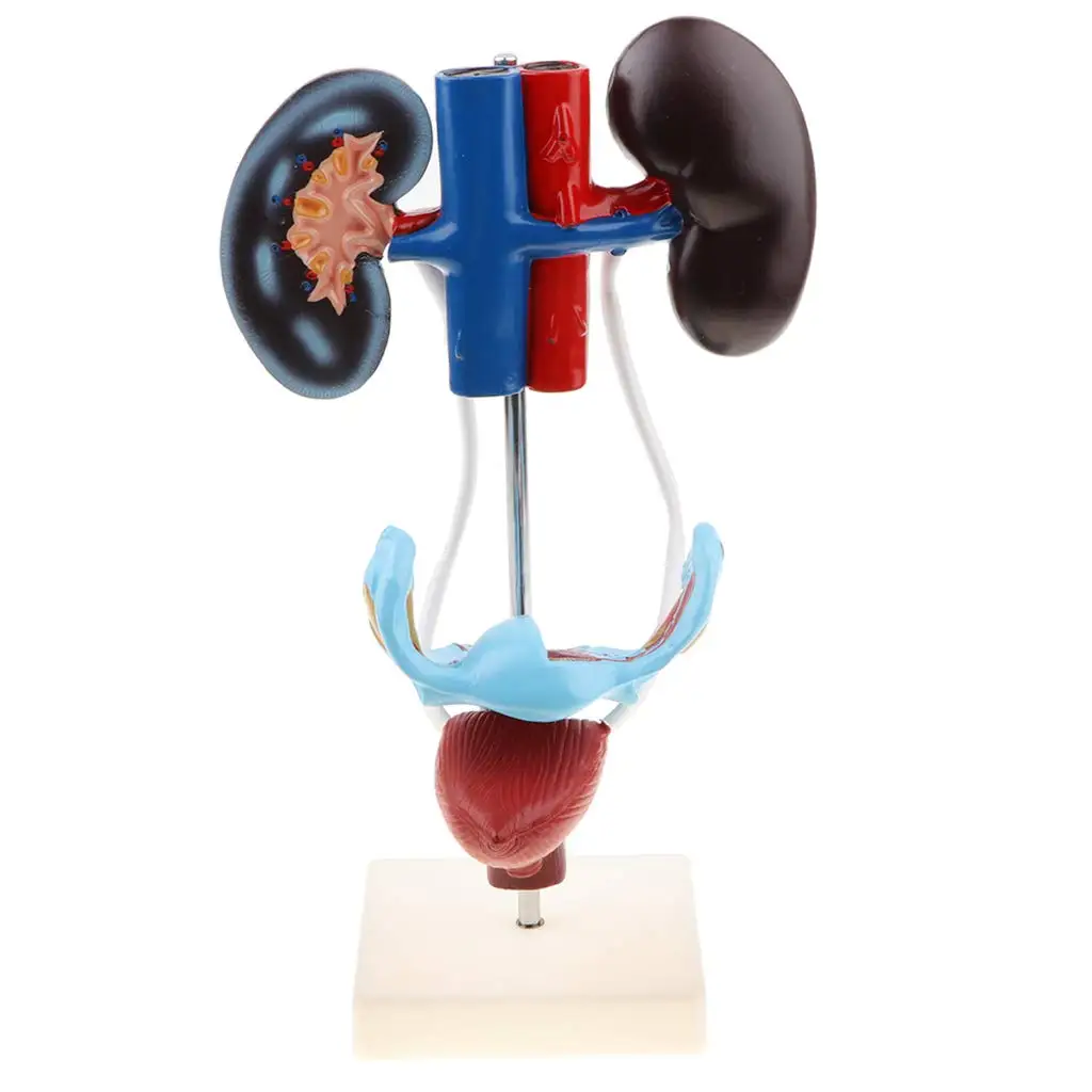 

1: 1 Female Reproduction Urinary System Model Human Organ Anatomical Model School Teaching Tool Learning Display Lab Supplies