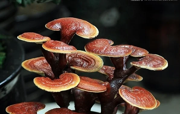 Медицинская Ганодерма спора ganoderma lucidum 500 г Бесплатная доставка|Товары для