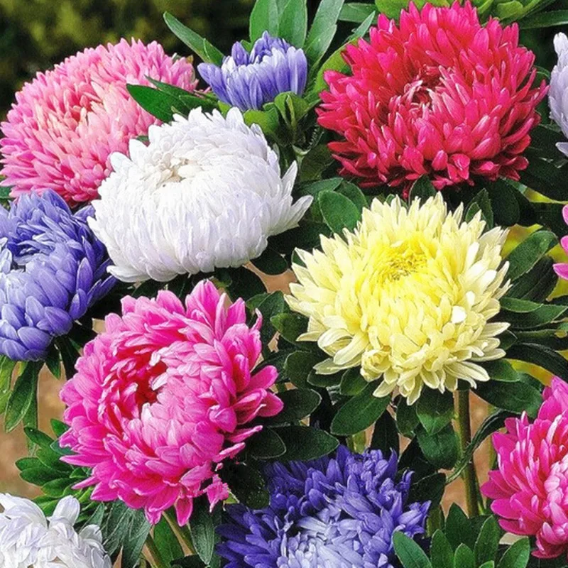 Garden Flowers chinese garden flowers promotion-shop for promotional chinese Garden Flowers chinese garden flowers promotion-shop for promotional chinese