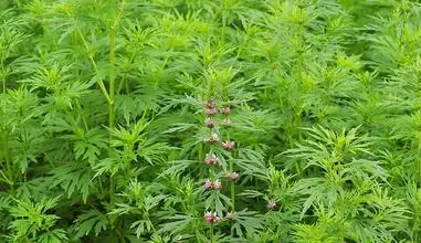 

1000g 10:1 Leonurus japonicus extract Herba Leonuri extract Motherwort extract
