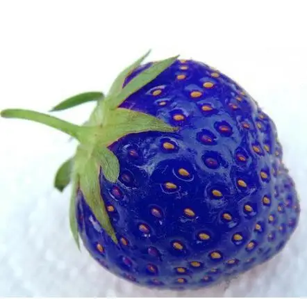 

600pcs/bag Blue Strawberry Rare Fruit Plant Home Garden bonsai Hot Selling Seeds Exotic Plant Strawberry Plant Seeds