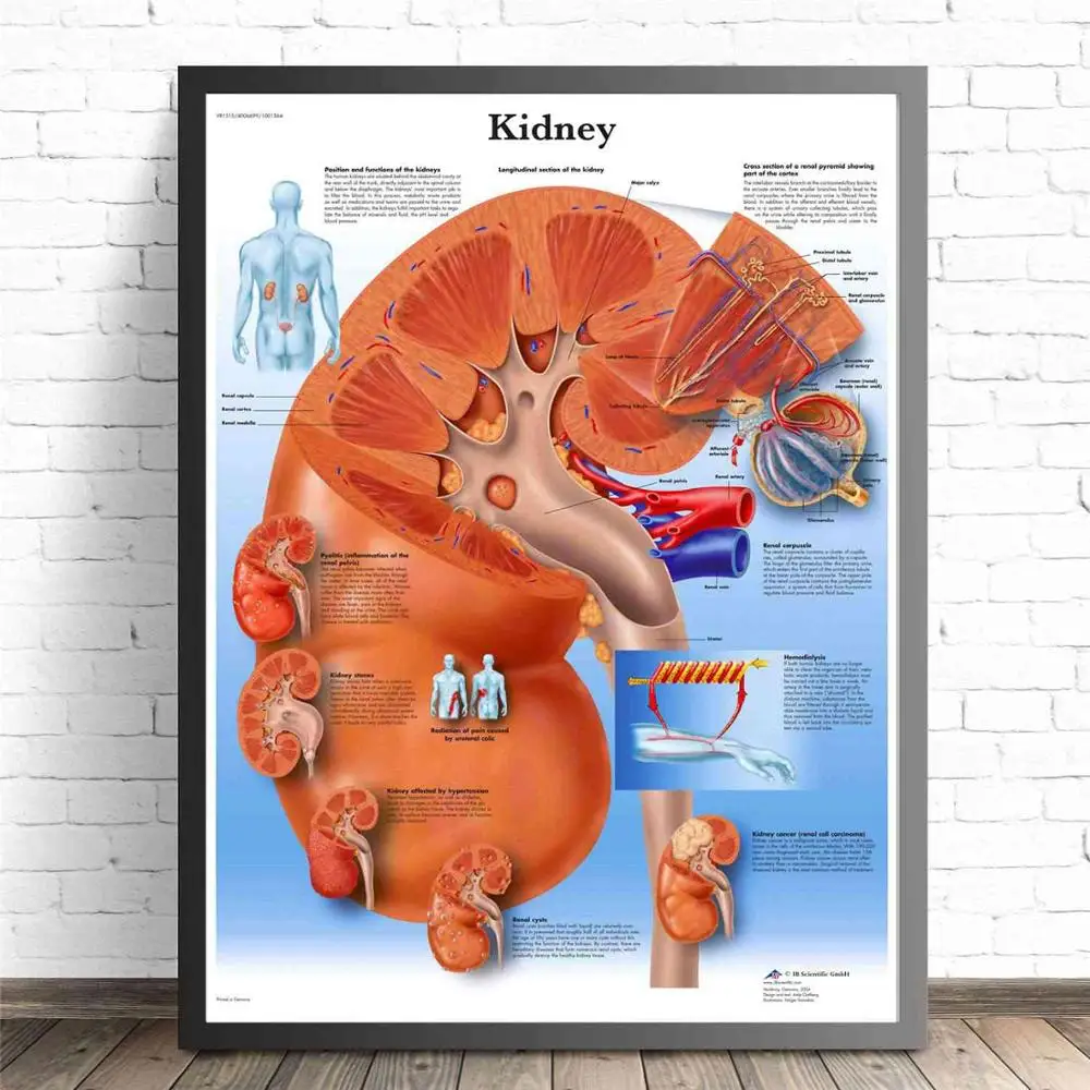 Human Organs Anatomy Medical Canvas Art Painting Posters And Prints Wall Pictures Living Room Decorative Home Decor No Frame - Цвет: Kidney