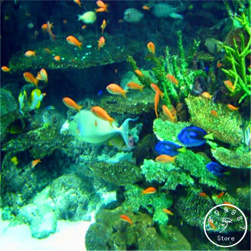 

Sale!Garden Plant 10pcs a bag Limnophila sessiliflora moss aquatic plant Plants, aquarium grass Plantas Bonsai,#VNZKB9
