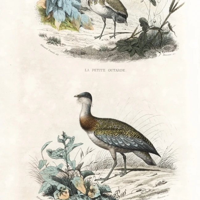 Little Bustard And Great Bustard Poster Print By <ALIMT >&reg;</ALIMT> Florilegius Mary Evans (24 X 36)